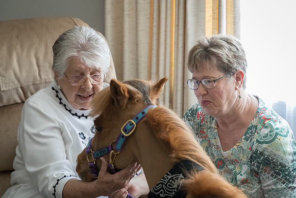 AmericasFarmers_HeartlandMiniHorses_235