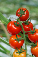 Tomato_Pelligrino_54