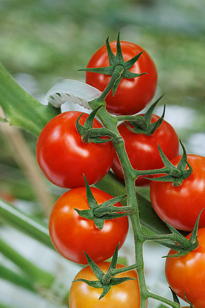 Tomato_Pelligrino_54