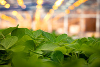 StL October 2022 - Greenhouses -Selects