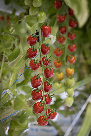 Tomato_Devoured_73