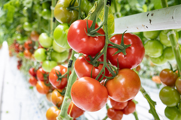 Tomatoes_DRTH1054_52