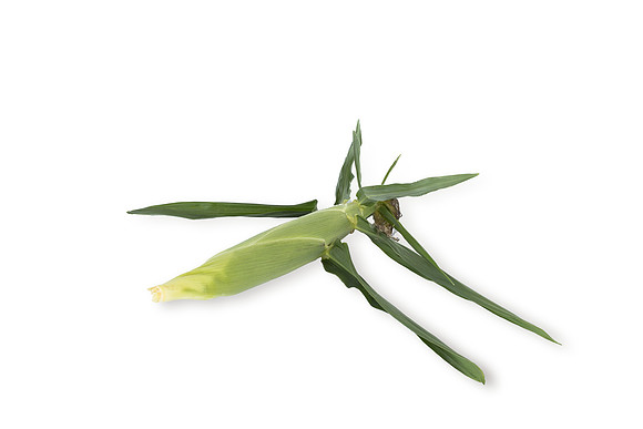 SweetCorn_SVSC2876_5
