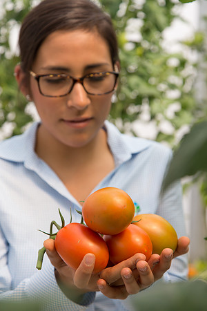 Tomato_4179_MX_0045
