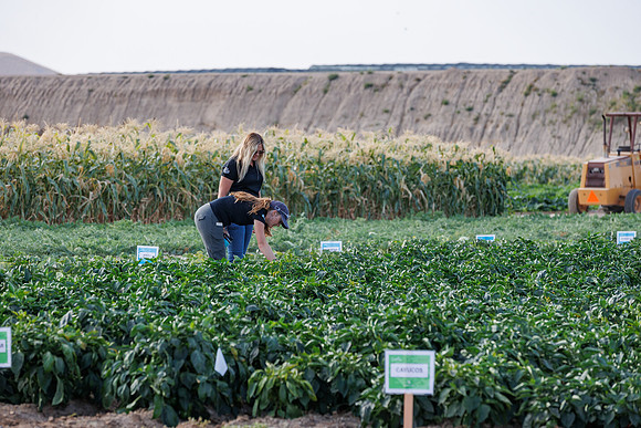 Seminis2022_Idaho_2324