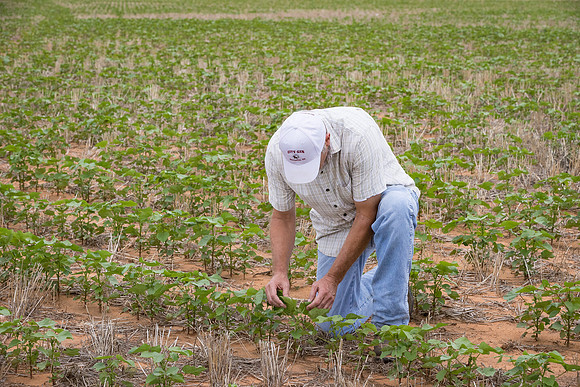 RRXCottonTexas_cdp_5201