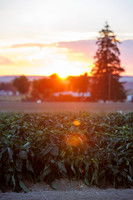 Seminis2022_Idaho_108