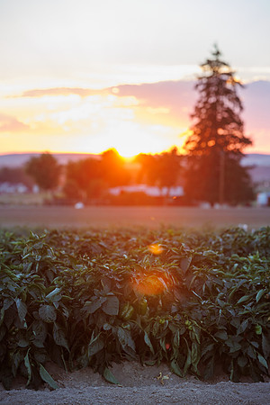 Seminis2022_Idaho_108