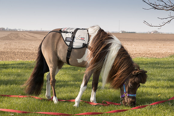 AmericasFarmers_HeartlandMiniHorses_652