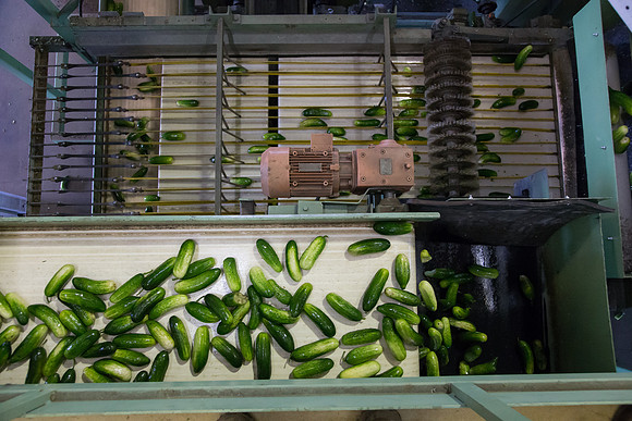 PicklingCucumber_Vlaspik_Processing_MI_0241