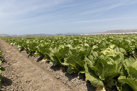 Lettuce_SV2988LG_CA_0116