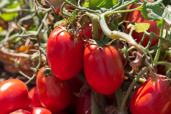 Tomato_SV2493TM_CA_00009