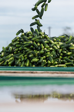 PicklingCucumber_Vlaspik_Processing_MI_0633