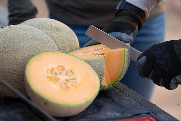 Seminis2021_AZ_1058