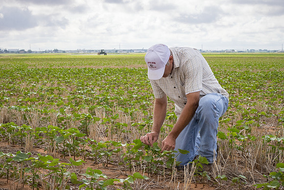 RRXCottonTexas_cdp_5282