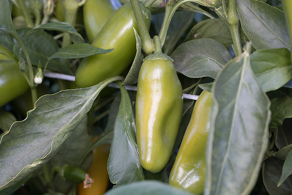 Pepper_Tapuni_39
