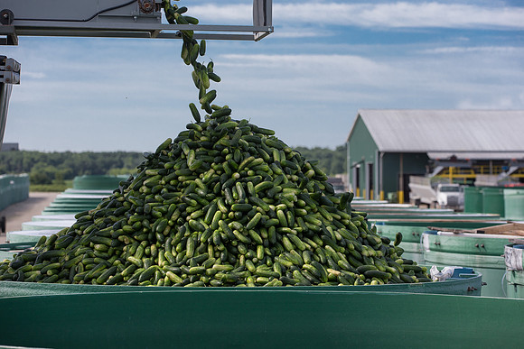 PicklingCucumber_Vlaspik_Processing_MI_0669