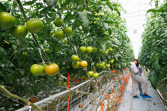 Tomato_DeRuiter_Kingsville_2022_422