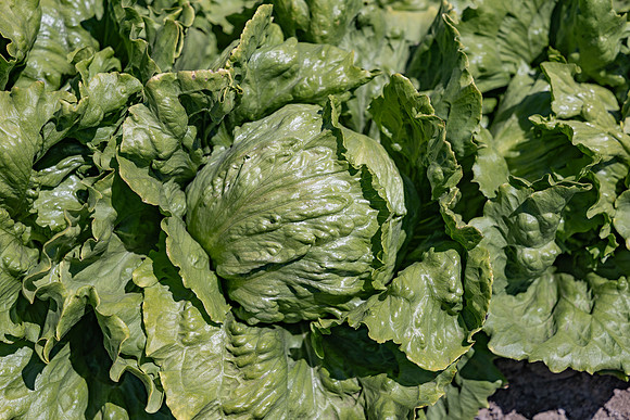 Powerball_Lettuce_3