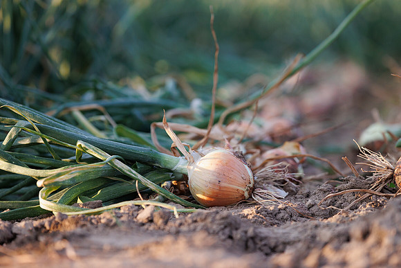 Seminis2022_Idaho_1337