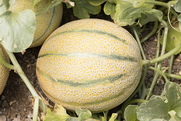 Melon_Sundelicious_7