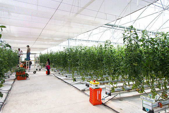 Tomato_4179_MX_0058