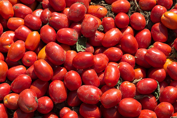 Tomato_SV2493TM_CA_00002