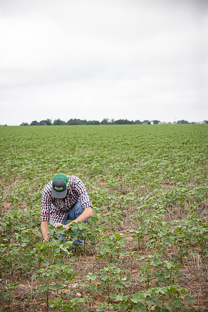 RRXCottonTexas_cdp_5100