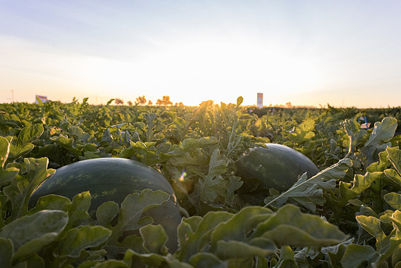 Watermelon_N800_27