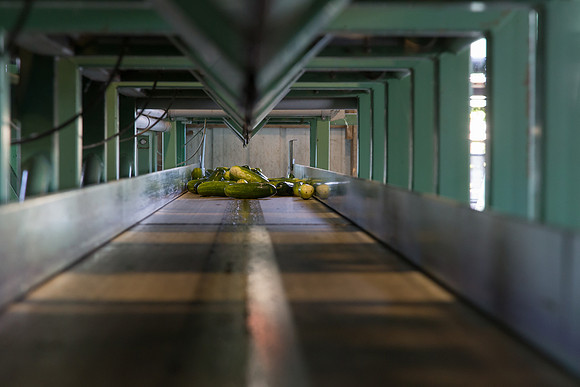 PicklingCucumber_Vlaspik_Processing_MI_0061