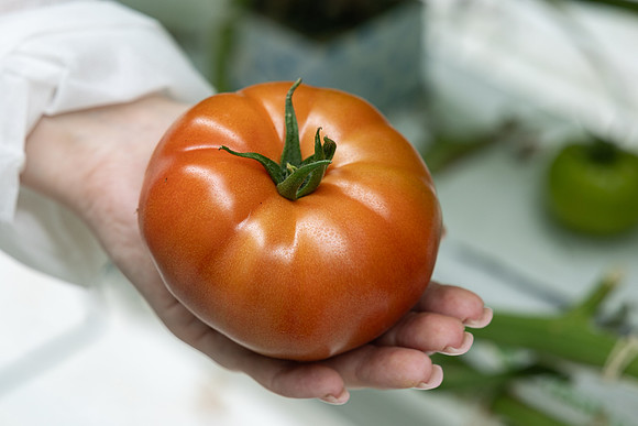Tomatoes_DRTH5066_82