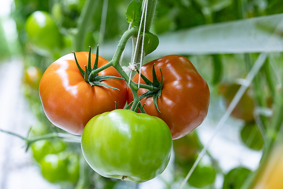 Tomatoes_DRTH5060_57