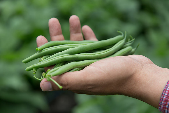 GreenBean_Sybaris_MX_0022