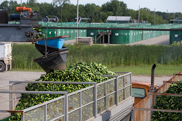 PicklingCucumber_Vlaspik_Processing_MI_0470