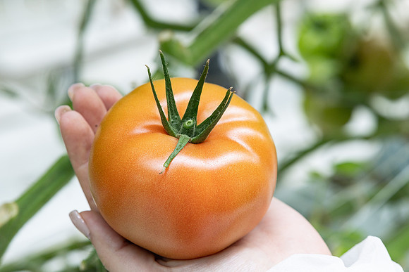 Tomatoes_DRTH5075_4