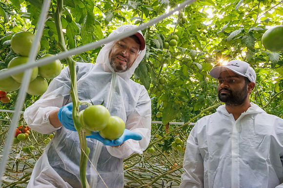 Tomato_DeRuiter_Kingsville_2022_83