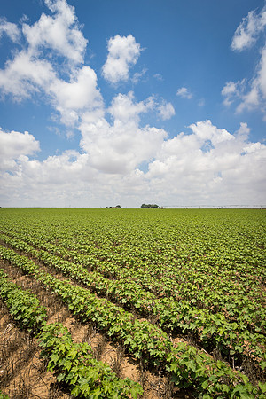 RRXCottonTexas_cdp_5479