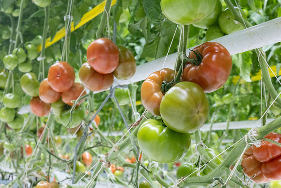 Tomatoes_DRTH5066_56