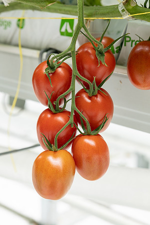 Tomatoes_DRTJ4101_5