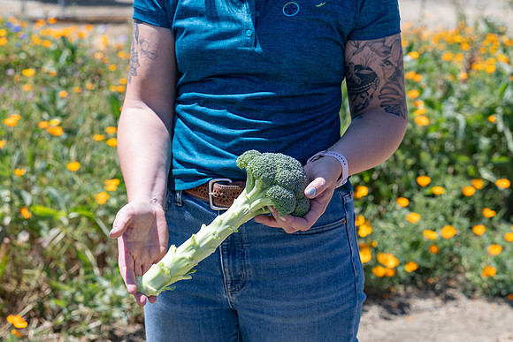 Skymark_Broccoli_114