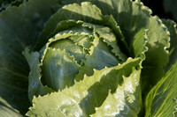 Lettuce_SV2988LG_CA_0047
