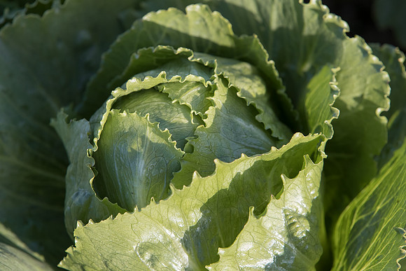 Lettuce_SV2988LG_CA_0047