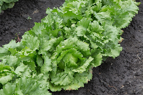 Lettuce_Sahara_MX_0002
