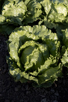 Lettuce_SV0822LG_CA_0037