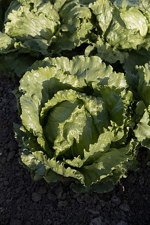 Lettuce_SV0822LG_CA_0037
