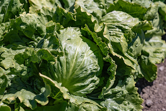 Powerball_Lettuce_13