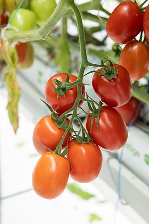Tomatoes_DRTJ4077_10