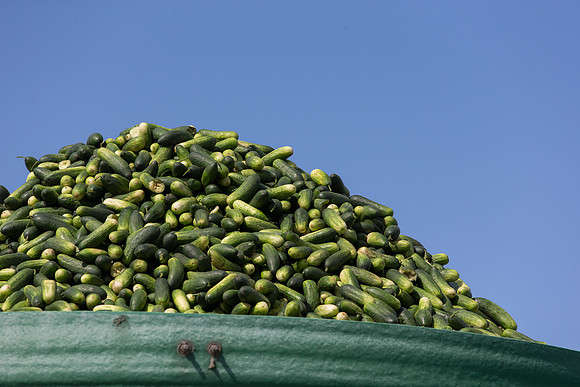 PicklingCucumber_Vlaspik_Processing_MI_0696