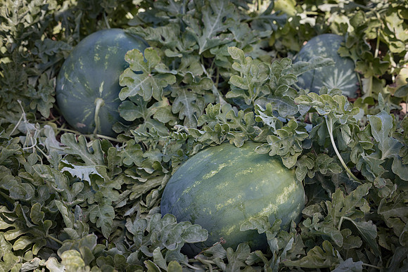 Watermelon_N800_64