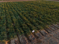 Seminis2022_Idaho_19